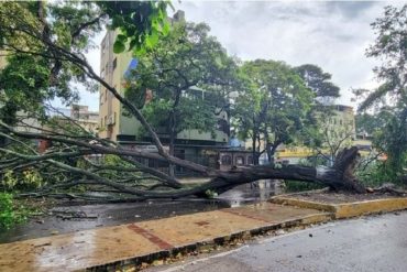 ¡VEA! Aguacero con fuertes vientos causó caída de árboles en Caracas (+Fotos)