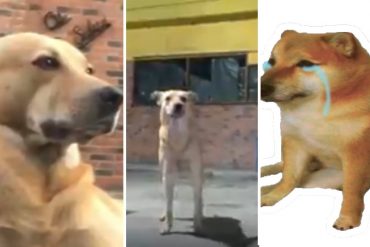 ¡PARA LLORAR! La emotiva historia de Arepita, el fiel perro guardián de una arepera cerrada en Caracas (+Video)