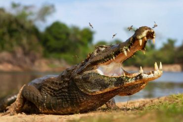 ¡SUSTO! Cazadores abrieron el estómago de un caimán y encontraron restos de un anciano que había desaparecido en inundaciones del huracán Ida