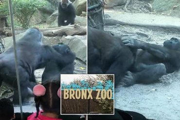 ¡QUÉ TRAVIESOS! Gorilas ofrecieron un acto de clasificación triple X ante familias que visitaban un zoológico en Nueva York