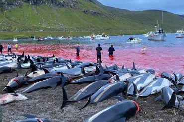 ¡INDIGNÓ! La matanza de casi 1.500 delfines para obtener su carne y grasa  en las islas Feroe causó polémica: ambientalistas critican la crueldad (+Video)