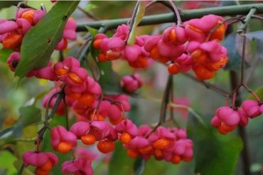 ¡TRÁGICO! Dos niños venezolanos fallecieron en Colombia tras ingerir el fruto del “Manzanillo” (se considera una de las plantas más venenosas del mundo)