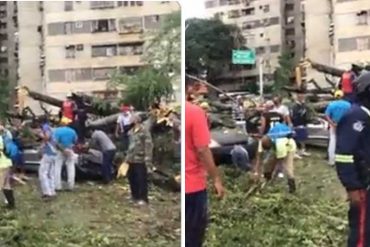 ¡TERRIBLE! Confirman que falleció un adulto mayor y varias personas resultaron lesionadas por la caída de un árbol en Guarenas (+Video)