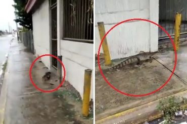 ¡DE TERROR! Un caimán se paseó por la Av. Intercomunal de Cabimas en la Costa Oriental del Lago tras las fuertes lluvias (+Video)