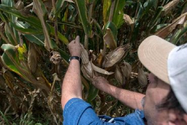 “No hemos tenido apoyo de autoridades nacionales y regionales”: Productores de Paracotos perdieron todas sus cosechas por desbordamiento del río Tuy