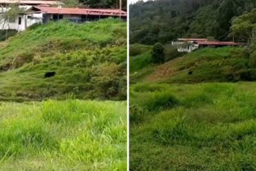 ¡MÍRELO! Avistan a un oso frontino recorriendo zona montañosa de Mérida: instan a no hacerle daño porque es una especie en extinción (+Video)