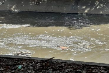 ¡VEA! #15Nov Hallaron el cadáver de un hombre en el río Guaire a la altura de Bello Monte