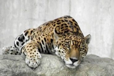 ¡LAMENTABLE! “Inparques, como de costumbre, guarda silencio”: Reportan la muerte de Caroní, el icónico jaguar del Parque del Este (+Video)