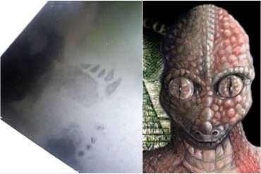 ¡VEA! “¿Reptilianos entre nosotros?”: Las misteriosas huellas que aparecieron en una casa del centro de Caracas y que relacionan con entidades “interdimensionales”