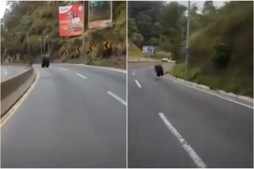 ¡DEBE VERLO! A un camión rumbo a La Guaira se le salieron las ruedas morochas en plena vía y estas continuaron rodando libremente (+Video)