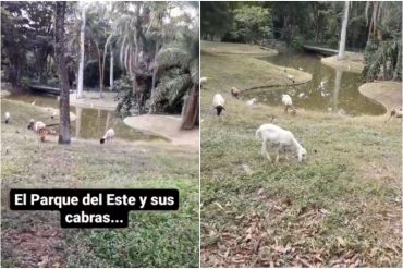 ¡INSÓLITO! “Donde había patos y gansos ahora hay cabras”: La nueva fauna que incorporaron en la laguna del Parque del Este (+Video)