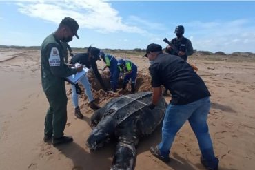 ¡LAMENTABLE! Una tortuga gigante fue hallada muerta en las costas de Falcón (+Imágenes)