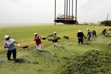 ¡LAMENTABLE! Reuters: El lago de Maracaibo se cubre de verde por algas alimentadas por la contaminación