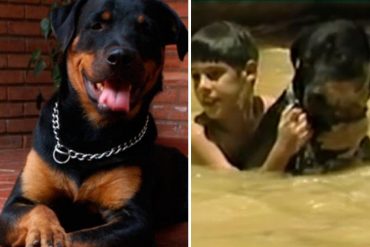 ¡INOLVIDABLE! A 22 años de la tragedia de Vargas recuerdan a Orión, el rottweiler que salvó más de 35 vidas durante el deslave