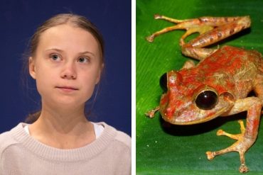 ¡ENTÉRESE! Descubren una nueva especie de rana en Panamá y la bautizan Greta Thunberg