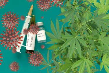 ¿QUÉ TAL? Estudio en laboratorio determinó que dos compuestos del cannabis previnieron la infección con COVID-19