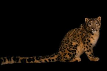 ¡QUÉ FUERTE! Un leopardo de las nieves murió por complicaciones del COVID-19 en un zoológico de Illinois