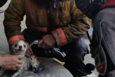 ¡HÉROES! Bomberos rescataron un perro afectado por el incendio en el edificio Cine Citta en Bello Monte (+Fotos)