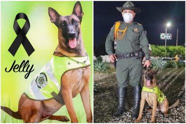 ¡DOLOROSO! En atentado del ELN en Cúcuta murió “Jelly”, una perrita antiexplosivos con siete años de servicio: salvó a 11 policías con su heroica acción