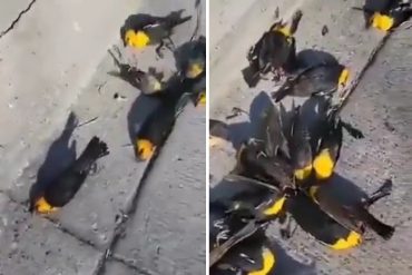 ¡SORPRENDENTE! El impactante video viral de cientos de aves que cayeron simultánea y repentinamente muertas en México: las posibles hipótesis