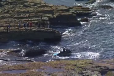 ¡ATERRADOR!  Registran el trágico momento en que un nadador fue devorado por un tiburón blanco en Sídney (+Video)