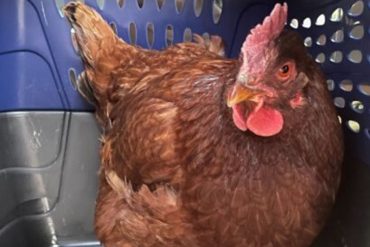 Niña que tenía contacto con gallinas infectadas se convierte en el primer caso de influenza aviar en humanos en Ecuador