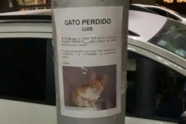 ¡LE MOSTRAMOS! La historia viral de “Luis”, un gato extraviado que fue encontrado debajo del cartel con el que lo buscaban (+Video)