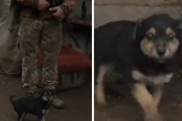 ¡ENTERNECEDOR! Soldados ucranianos encontraron a este cachorro casi congelado y se lo llevaron a su puesto: «Lo llamamos Rambo y se convirtió en nuestro perro vigilante» (+Video)