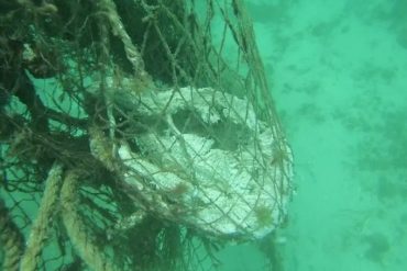 ¡UN HORROR! Pescadores de Nueva Esparta encontraron un cadáver bajo el mar atado con redes, anclas y concreto