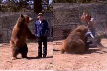 ¡DEBE VERLO! Se viraliza el video de un oso que degolló a su entrenador mientras grababan un comercial (+Imágenes sensibles)