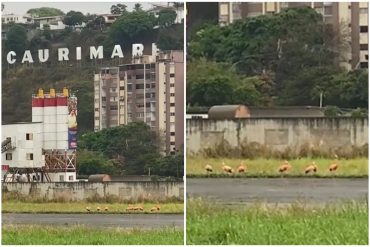 Un grupo de flamencos fue avistado en la urbanización Caurimare de Caracas (+Video)