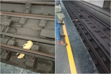 Un perro se quedó atrapado en los rieles de la estación Pérez Bonalde y esta fue la insólita respuesta del Metro de Caracas (+Video)