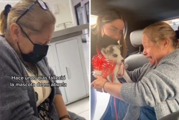 ¡VEA! Nieta regaló una perrita a su abuela por su cumpleaños tras la muerte de su mascota y su reacción hace llorar: “Una cosita hermosa” (+Videos)