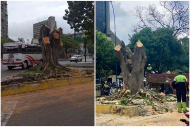 Ministerio Público investigará la empresa Fospuca por tala «indiscriminada» de árboles en Chacao (+Fotos)