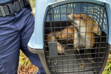 ¡ENTÉRESE! Un zorro sembró el pánico al atacar a transeúntes en pleno centro de Washington (fue capturado y sacrificado) (+Video)