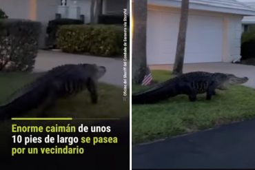 ¡TREMENDO SUSTO! Este caimán de tres metros de largo se paseó como Pedro por su casa en un vecindario de Florida (+Video)