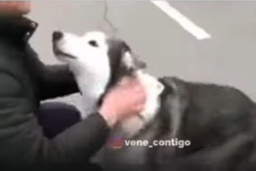 ¡CONMOVEDOR! El emotivo reencuentro de un perro con su humano en Ucrania: el cachorro sobrevivió a la devastación de una ciudad (+Video)