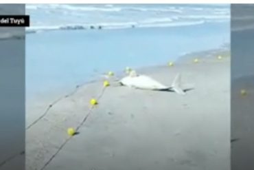 Pescó un delfín y se lo llevó a su casa envuelto en una manta (+Video)