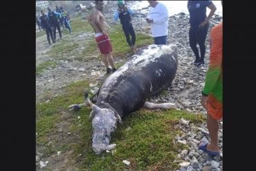 Bañistas de Vargas hallaron el cadáver de un buey a orillas de Playa Escondida, Caraballeda (+Foto)