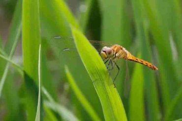 Expertos vaticinan un «apocalipsis de insectos» que podría comprometer la alimentación de millones de personas en el mundo (+Detalles)