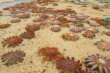 Intervención de los humanos y contaminación ha reducido dramáticamente la población de estrellas de mar en Mochima