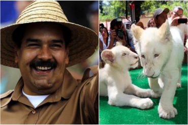 Maduro anunció que llegaron leones blancos, linces, elefantes y jirafas al Zoológico de Caricuao y las redes estallan: “Y los hospitales sin insumos”