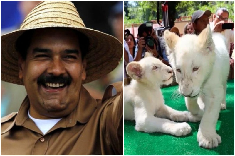 Maduro anunció que llegaron leones blancos, linces, elefantes y jirafas al  Zoológico de Caricuao y las redes estallan: “Y los hospitales sin insumos”
