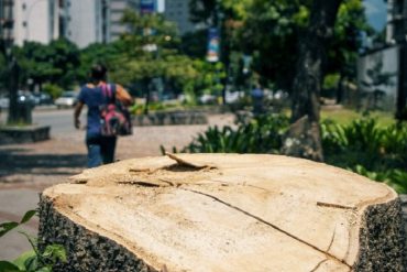 Frente a la tala indiscriminada de árboles, ciudadanos buscan devolverle el verde a Caracas