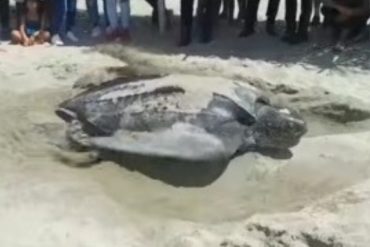 Una tortuga cardón desovó a plena luz el día en la playa Pantaleta del estado Vargas (+Video)