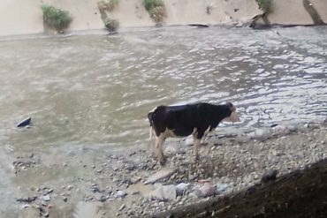 Rescatan a una vaca que se escapó de su dueña en Caracas y cayó en el río Guaire