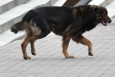 “Firulais y su pandilla”: Perro causó furor en redes tras poner sus patas contra una patrulla para ser requisado