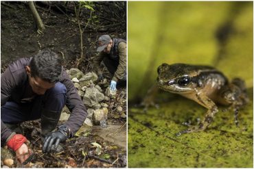 Laboratorio busca salvar a la rana de Mucuchíes, una especie única amenazada de extinción que habita en los Andes venezolanos (+Fotos)