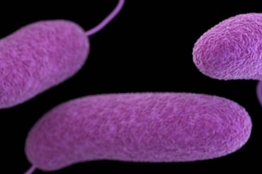 ¿Una bacteria carnívora podría ser la causante de la próxima pandemia? Esto afirman los expertos