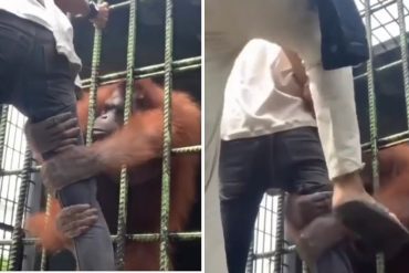 El momento de pánico que vivió un hombre cuando un orangután lo tomó fuertemente de la pierna mientras visitaba un zoológico en Indonesia (+Video)